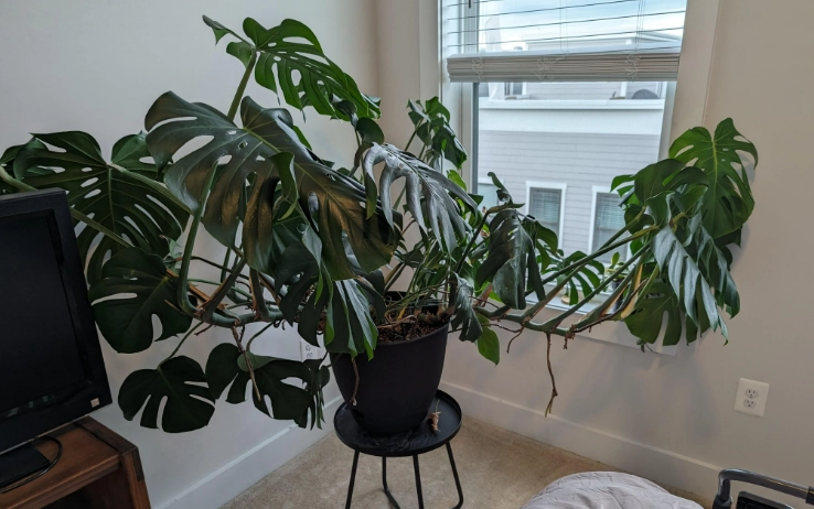 龜背芋修剪方法 龜背芋修剪方法