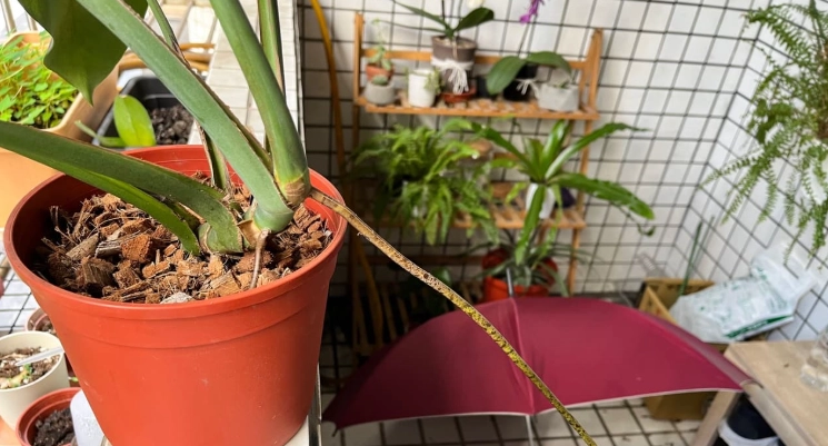 龜背芋修剪方法 龜背芋修剪方法