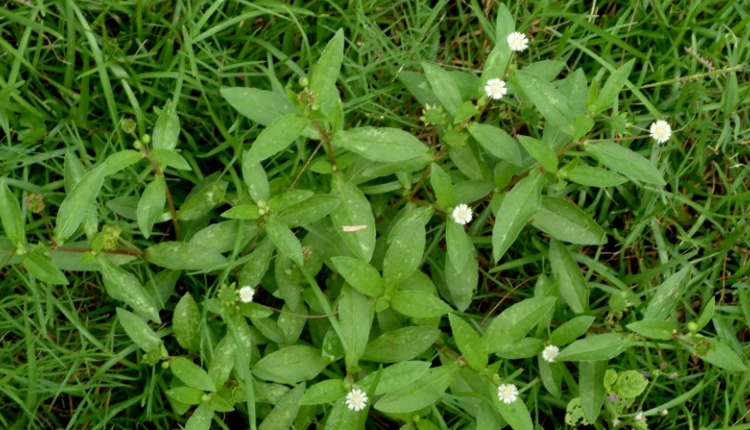 烏心草種植 烏心草種植