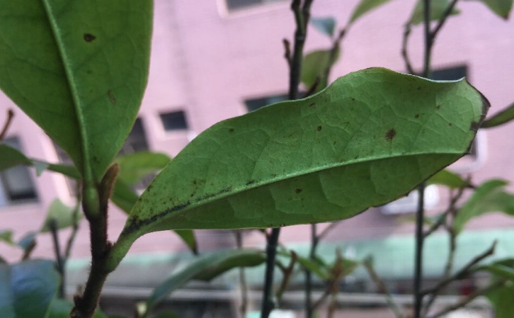 含笑花病虫害 含笑花病虫害