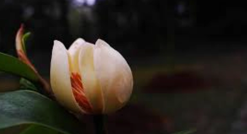 含笑花葉子有蟲 含笑花葉子有蟲