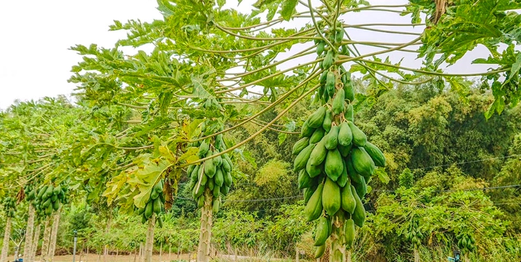 木瓜種植方法 木瓜種植方法