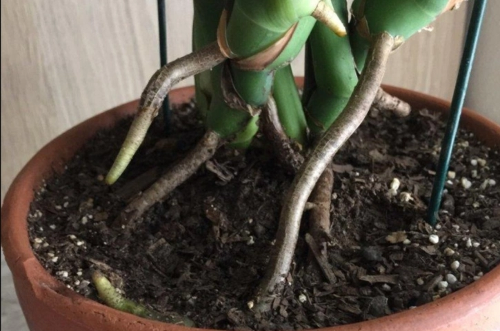 龜背芋養護技巧 龜背芋養護技巧