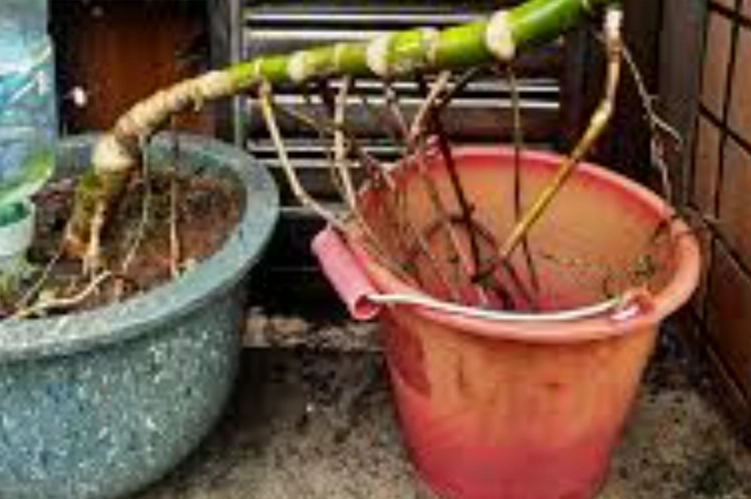 龜背芋養護技巧 龜背芋養護技巧