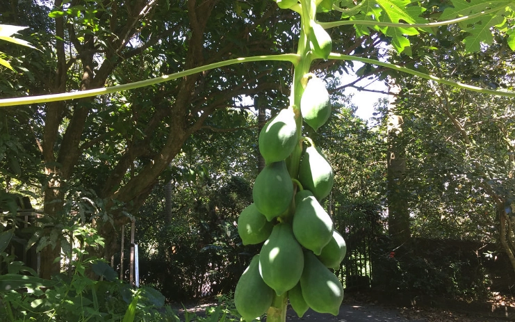 木瓜種植方法 木瓜種植方法