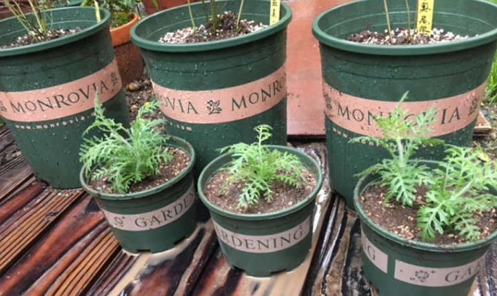 室內薰衣草種植 室內薰衣草種植