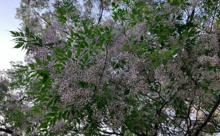 台灣苦楝樹觀賞