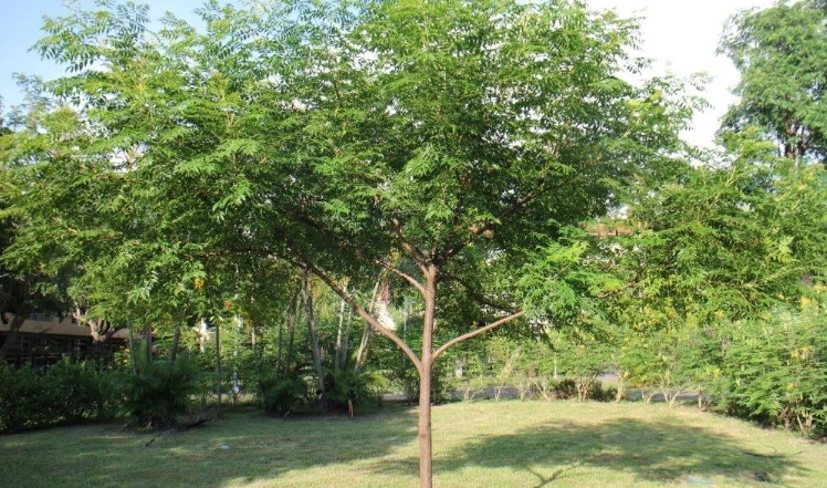 苦楝樹觀賞 苦楝樹觀賞