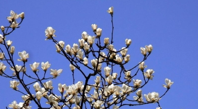 木蘭屬種類 木蘭屬種類