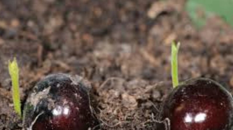 龍眼生長環境 龍眼生長環境