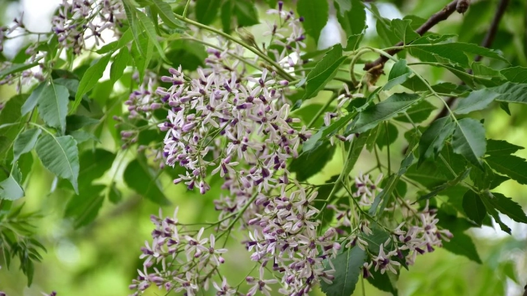 台灣苦楝樹 台灣苦楝樹