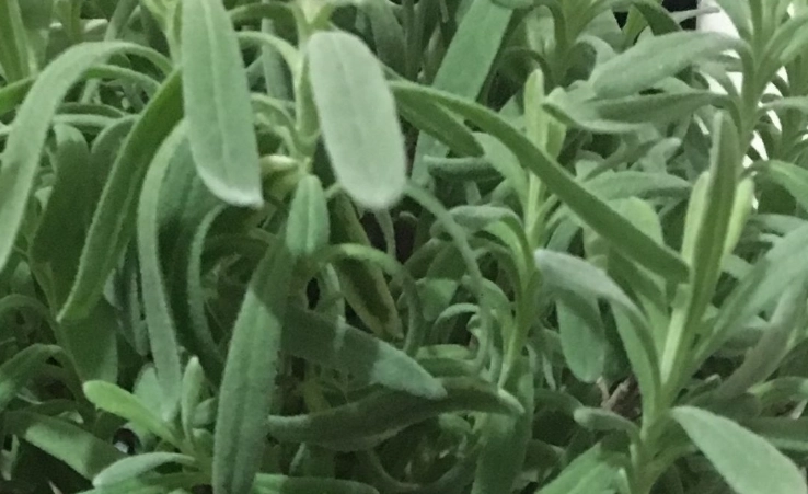 薰衣草葉子功效