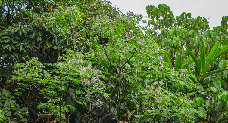 台灣苦楝樹 台灣苦楝樹