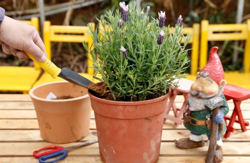 薰衣草病蟲害防治