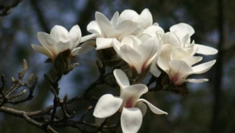 木蘭屬栽培 木蘭屬栽培