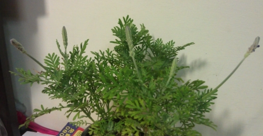 薰衣草葉子變黃