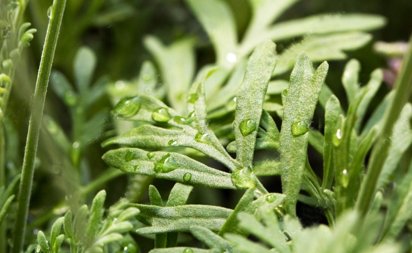 薰衣草葉子怎麼用