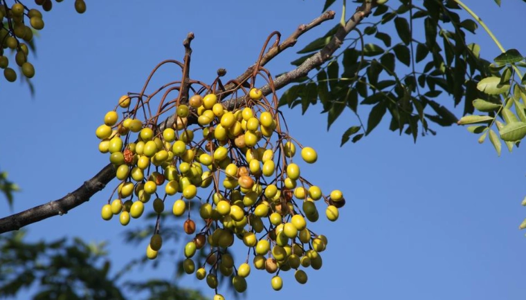 台灣苦楝樹 台灣苦楝樹