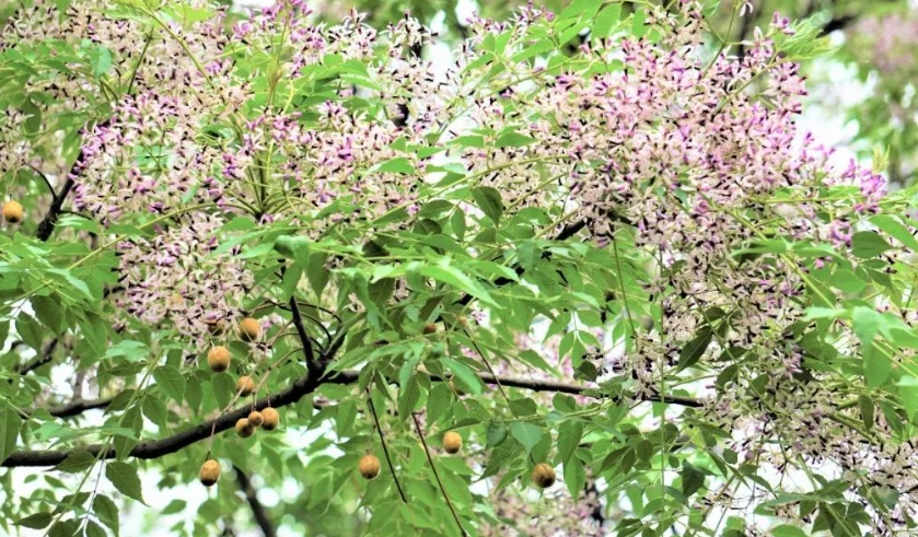 台灣苦楝樹觀賞