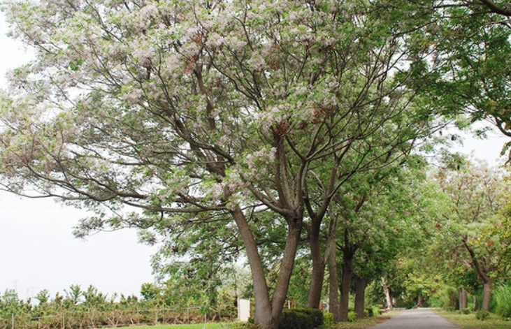 台灣苦楝樹生態 台灣苦楝樹生態
