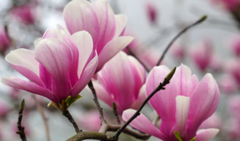 木蘭屬栽培 木蘭屬栽培