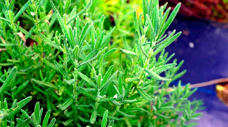 薰衣草葉子功效