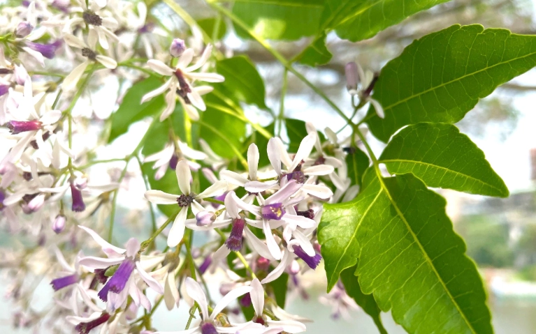 苦楝花開時間