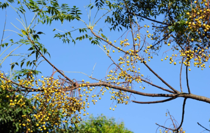 苦楝樹觀賞 苦楝樹觀賞