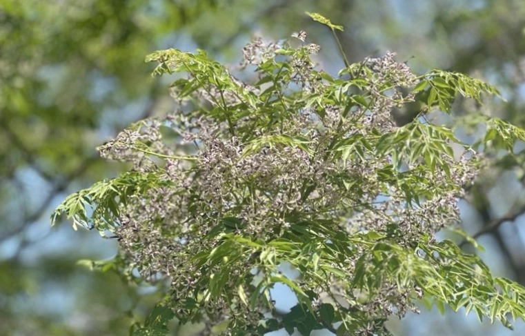 苦楝樹景點 苦楝樹景點