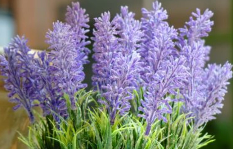 羽葉薰衣草養護 羽葉薰衣草養護