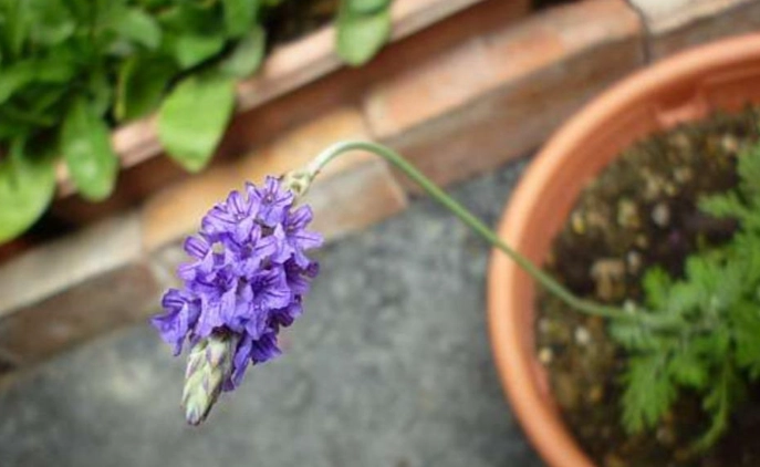 室內薰衣草種植 室內薰衣草種植