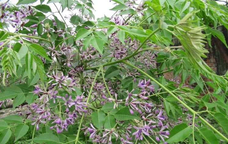 苦楝樹觀賞 苦楝樹觀賞