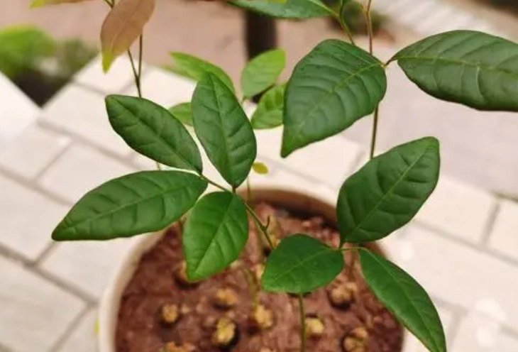 龍眼生長環境 龍眼生長環境