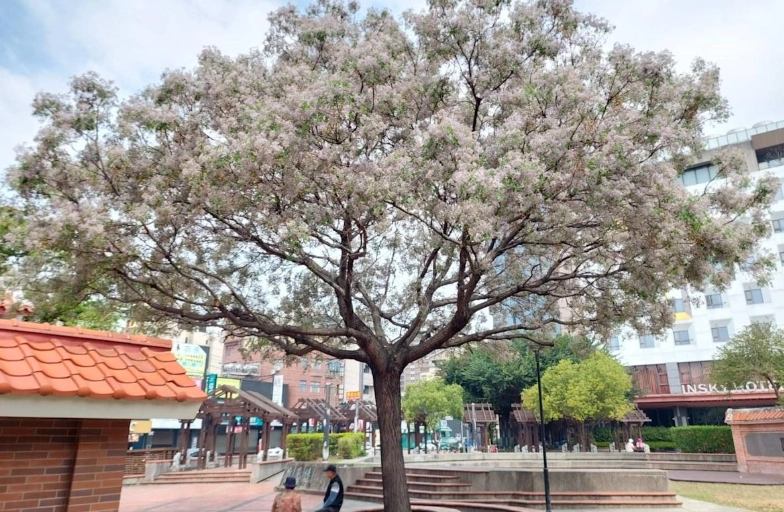 台灣苦楝樹觀賞