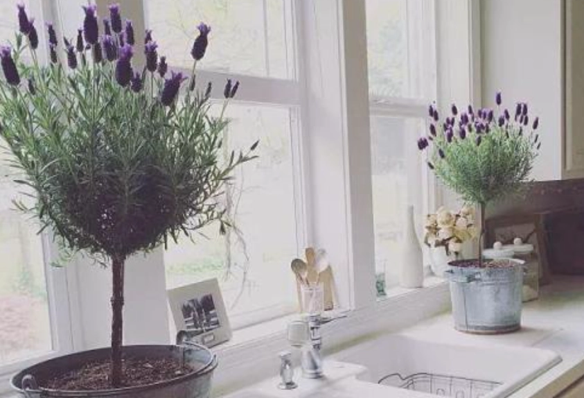 薰衣草種植技巧