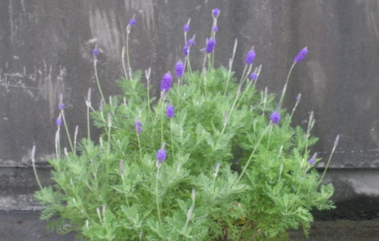 羽葉薰衣草養護 羽葉薰衣草養護