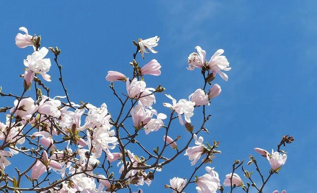 木蘭屬栽培 木蘭屬栽培