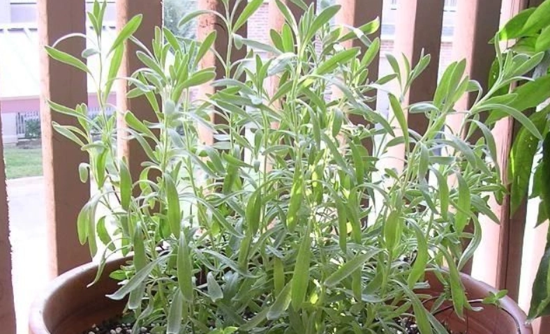 薰衣草葉子變黃