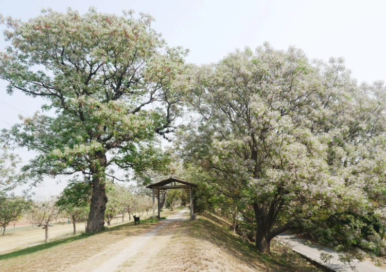 苦楝樹景點 苦楝樹景點
