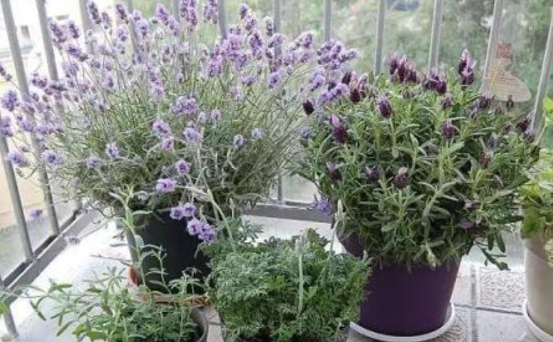 薰衣草種植技巧