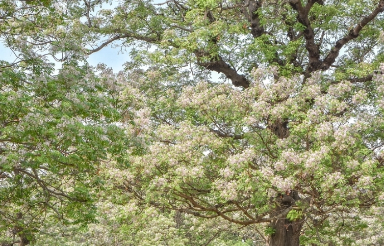台灣苦楝樹生態 台灣苦楝樹生態