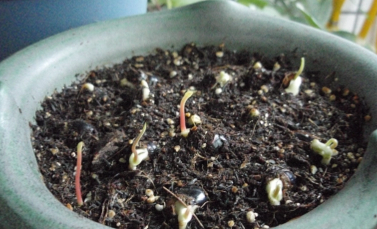 龍眼栽培技術 龍眼栽培技術