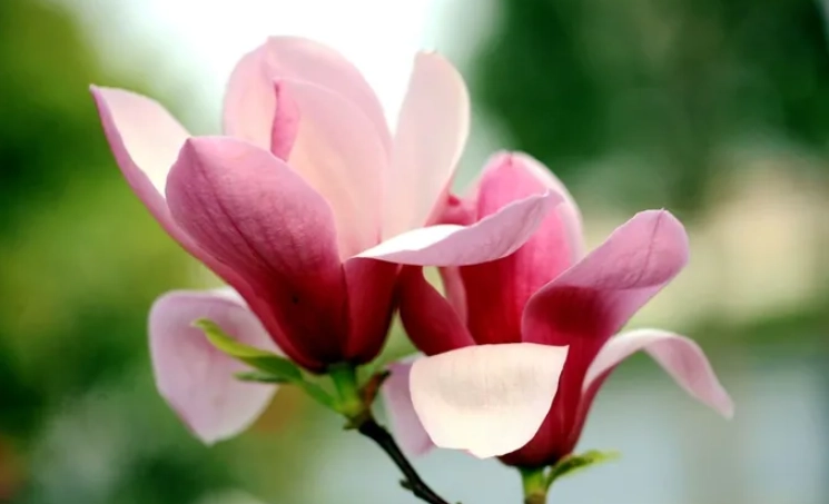 木蘭屬花期 木蘭屬花期