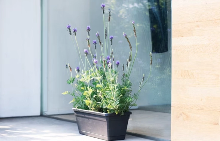 室內薰衣草種植 室內薰衣草種植