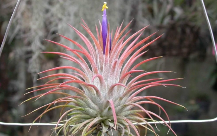 Tillandsia壽命延長