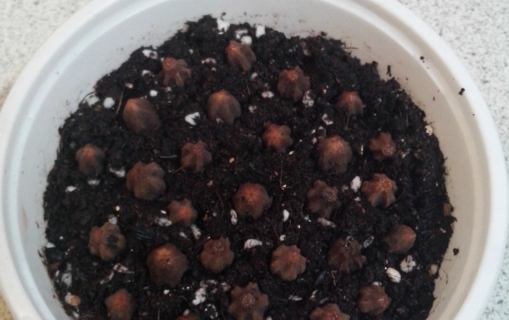 苦楝樹種子處理