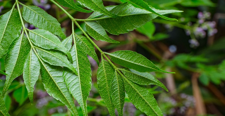 苦楝葉健康益處 苦楝葉健康益處