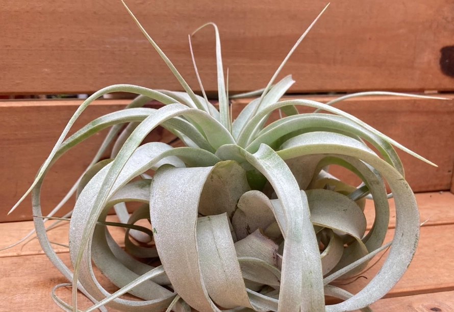 空氣鳳梨養護技巧