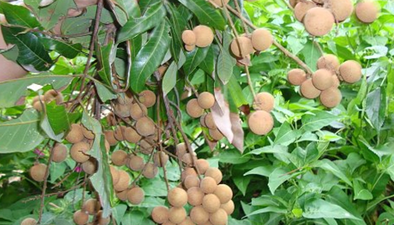 如何讓龍眼樹結果