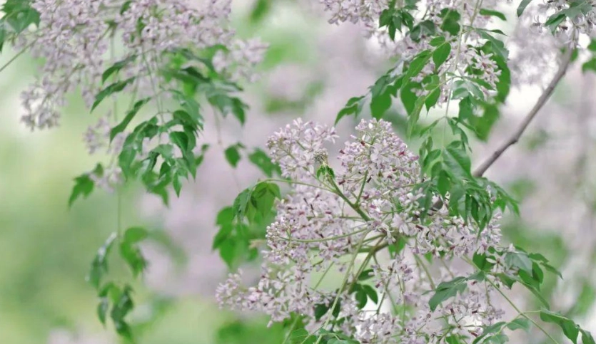 苦楝花觀賞 苦楝花觀賞